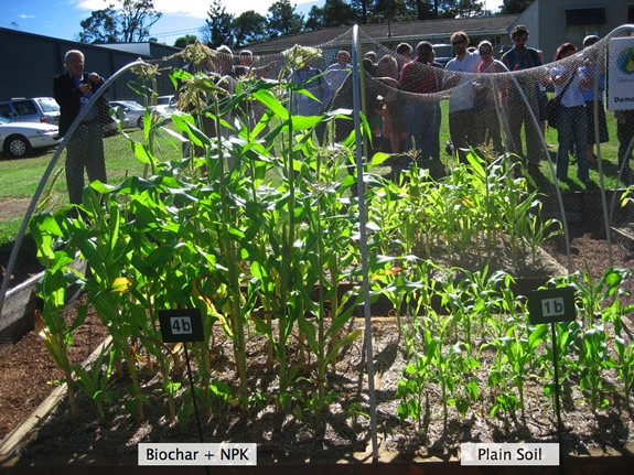 Biochar plus NPK compared to unamended soil