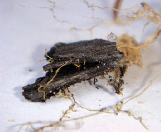 Root hairs penetrating biochar