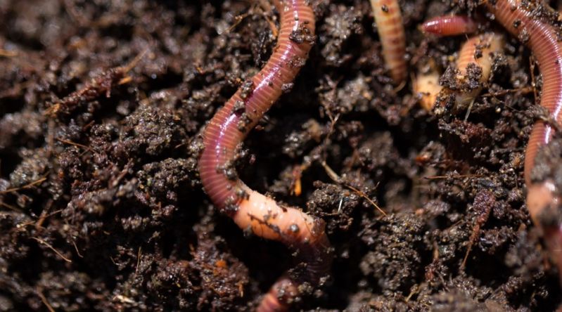 Biochar vermicomposting